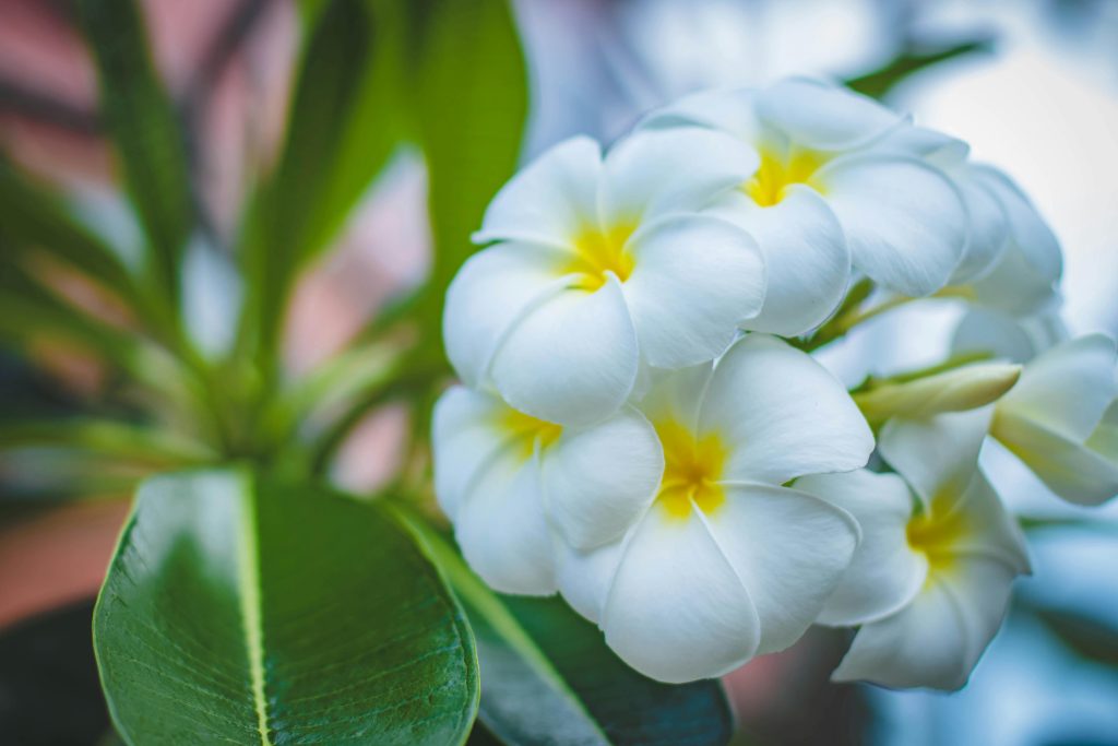 Aromatherapy spa